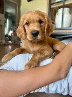 Belle (Yellow) , a female Golden Retriever for sale in Paola, KS – 2 of 10