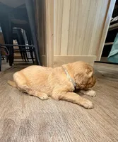Sully (Light Blue) , a male Golden Retriever for sale in Paola, KS – 6 of 8