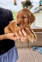 Belle (Yellow) , a female Golden Retriever for sale in Paola, KS – 3 of 10