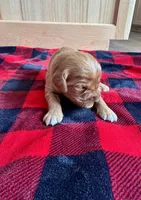 Flash (Red), a male Golden Retriever for sale in Paola, KS – 6 of 7