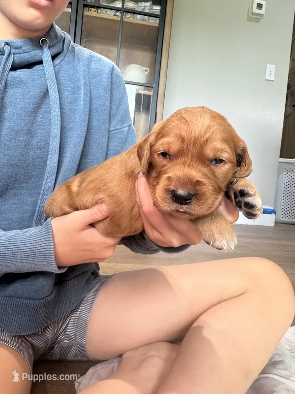 Stella (Pink)  – Golden Retriever puppy for sale in Paola, KS