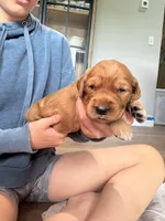 Stella (Pink) , a female Golden Retriever for sale in Paola, KS – 1 of 9