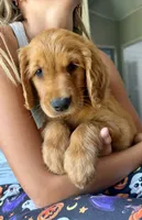 Belle (Yellow) , a female Golden Retriever for sale in Paola, KS – 5 of 10