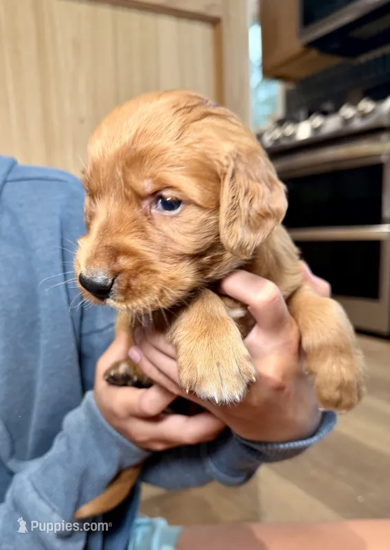 Jesse (Orange) – Golden Retriever puppy for sale in Paola, KS