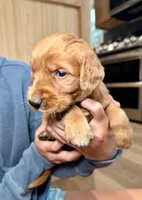 Jesse (Orange), a male Golden Retriever for sale in Paola, KS – 7 of 10