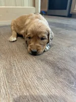 Nala (Light Brown) , a female Golden Retriever for sale in Paola, KS – 10 of 10
