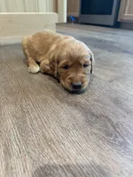 Nala (Light Brown) , a female Golden Retriever for sale in Paola, KS – 9 of 10