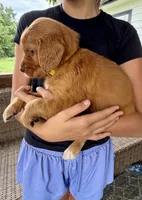 Belle (Yellow) , a female Golden Retriever for sale in Paola, KS – 6 of 10