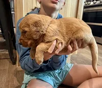 Charlotte (Aqua Blue), a female Golden Retriever for sale in Paola, KS – 8 of 10