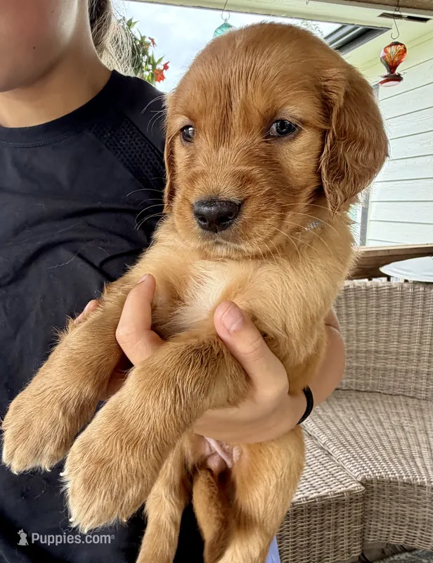 Alice (White)  – Golden Retriever puppy for sale in Paola, KS