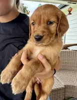 Alice (White) , a female Golden Retriever for sale in Paola, KS – 1 of 8