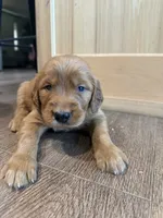 Charlotte (Aqua Blue), a female Golden Retriever for sale in Paola, KS – 9 of 10