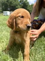 Alice (White) , a female Golden Retriever for sale in Paola, KS – 2 of 7
