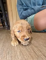 Sully (Light Blue) , a male Golden Retriever for sale in Paola, KS – 2 of 8