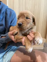 Nala (Light Brown) , a female Golden Retriever for sale in Paola, KS – 5 of 10