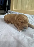 Stella (Pink) , a female Golden Retriever for sale in Paola, KS – 3 of 9