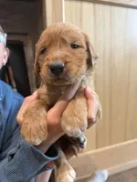 Nala (Light Brown) , a female Golden Retriever for sale in Paola, KS – 7 of 10