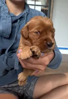 Aurora (Purple), a female Golden Retriever for sale in Paola, KS – 4 of 9