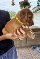 Belle (Yellow) , a female Golden Retriever for sale in Paola, KS – 7 of 10