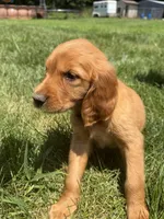 Alice (White) , a female Golden Retriever for sale in Paola, KS – 5 of 7