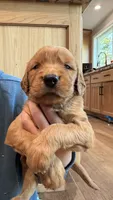 Charlotte (Aqua Blue), a female Golden Retriever for sale in Paola, KS – 10 of 10