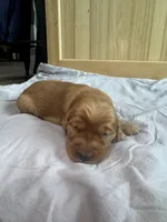 Aurora (Purple), a female Golden Retriever for sale in Paola, KS – 7 of 9