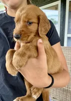 Jesse (Orange), a male Golden Retriever for sale in Paola, KS – 9 of 10