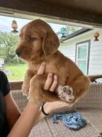 Belle (Yellow) , a female Golden Retriever for sale in Paola, KS – 8 of 10