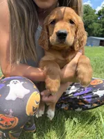 Belle (Yellow) , a female Golden Retriever for sale in Paola, KS – 10 of 10