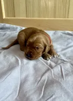 Flash (Red), a male Golden Retriever for sale in Paola, KS – 2 of 7