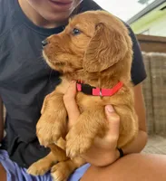 Stella (Pink) , a female Golden Retriever for sale in Paola, KS – 2 of 10