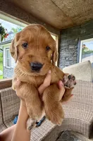 Belle (Yellow) , a female Golden Retriever for sale in Paola, KS – 10 of 10