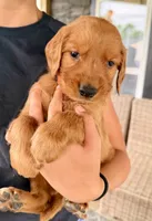 Jesse (Orange), a male Golden Retriever for sale in Paola, KS – 2 of 10