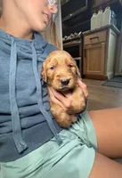 Sully (Light Blue) , a male Golden Retriever for sale in Paola, KS – 5 of 8
