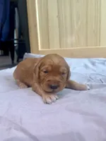 Stella (Pink) , a female Golden Retriever for sale in Paola, KS – 2 of 9