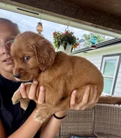 Charlotte (Aqua Blue), a female Golden Retriever for sale in Paola, KS – 2 of 10