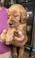 Jesse (Orange), a male Golden Retriever for sale in Paola, KS – 6 of 10