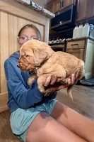 Sully (Light Blue) , a male Golden Retriever for sale in Paola, KS – 7 of 8