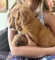 Belle (Yellow) , a female Golden Retriever for sale in Paola, KS – 3 of 10
