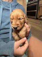 Sully (Light Blue) , a male Golden Retriever for sale in Paola, KS – 3 of 8