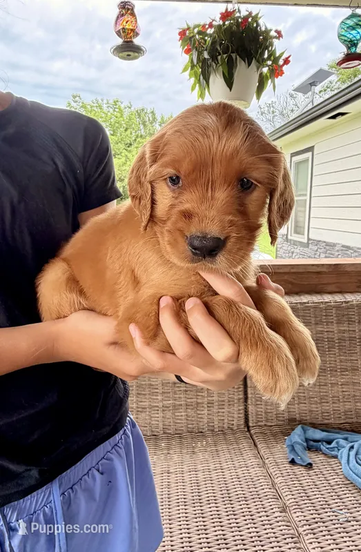 Belle (Yellow)  – Golden Retriever puppy for sale in Paola, KS