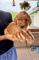 Belle (Yellow) , a female Golden Retriever for sale in Paola, KS – 1 of 10