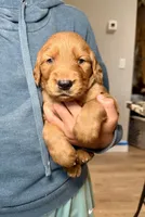 Sully (Light Blue) , a male Golden Retriever for sale in Paola, KS – 4 of 8