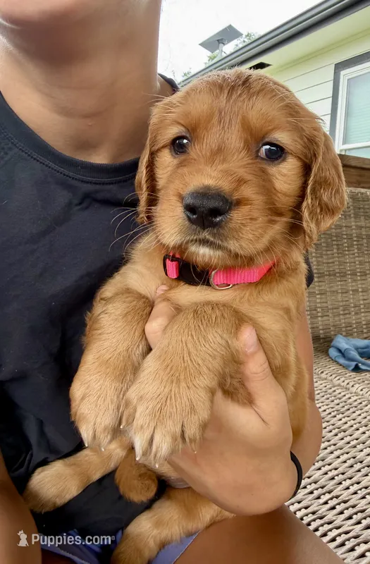Stella (Pink)  – Golden Retriever puppy for sale in Paola, KS