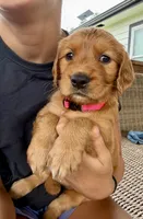 Stella (Pink) , a female Golden Retriever for sale in Paola, KS – 1 of 10