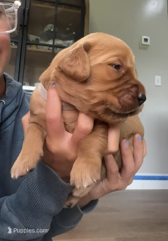 Alice (White)  – Golden Retriever puppy for sale in Paola, KS