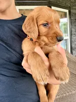 Jesse (Orange), a male Golden Retriever for sale in Paola, KS – 1 of 10