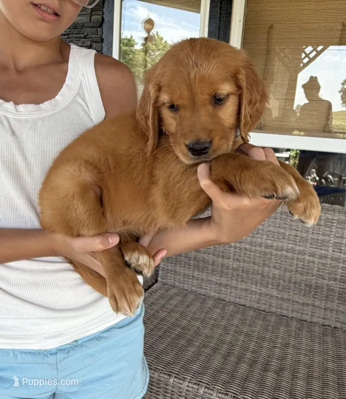 Alice (White)  – Golden Retriever puppy for sale in Paola, KS