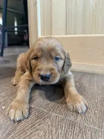 Charlotte (Aqua Blue), a female Golden Retriever for sale in Paola, KS – 5 of 10