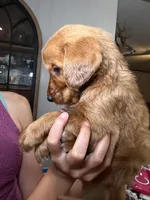 Jesse (Orange), a male Golden Retriever for sale in Paola, KS – 10 of 10